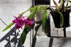 orchid flowering at front door