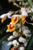 next photo: Shell ginger 月桃 (yuè táo) Alpinia zerumbet flower
