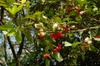 next photo: flowering and fruiting wax apple 蓮霧 (lián wù) Syzygium samarangense