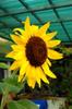 next photo: sunflower