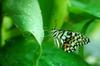 next photo: Lime butterfly 黃斑鳳蝶 (huáng bān fèng dié) Papilio demoleus