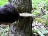 Phelan inspects a mushroom