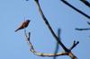next photo: male Gray-chinned Minivet 灰喉山椒鳥 Pericrocotus solaris