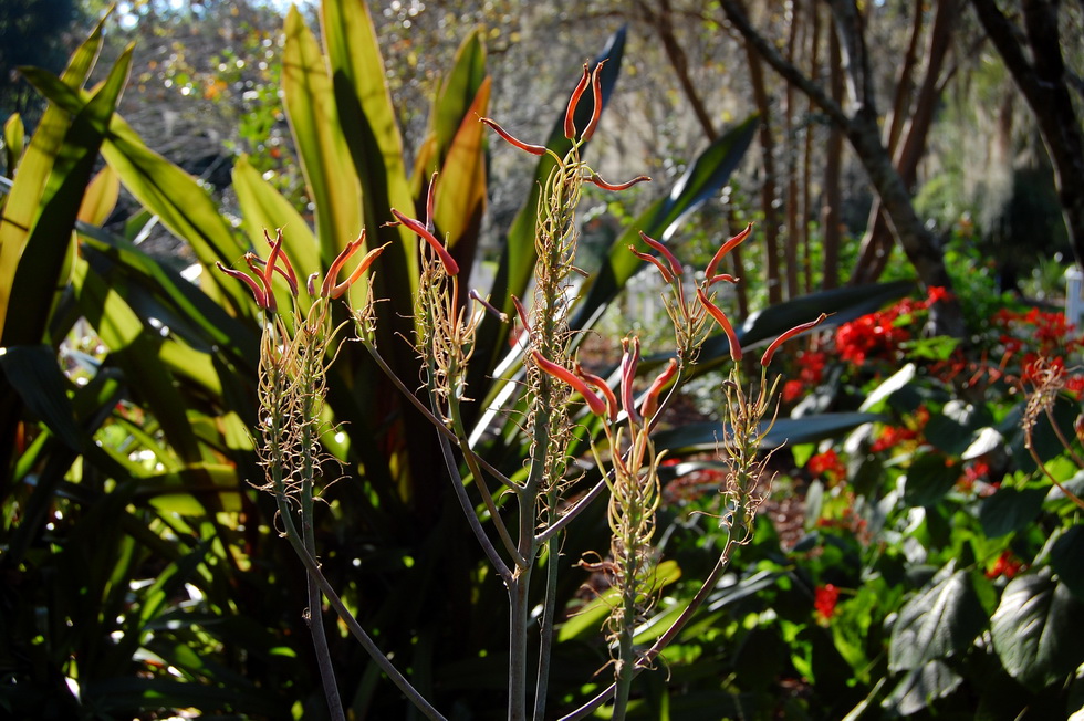 Kanapaha Botanical Gardens DSC_2598