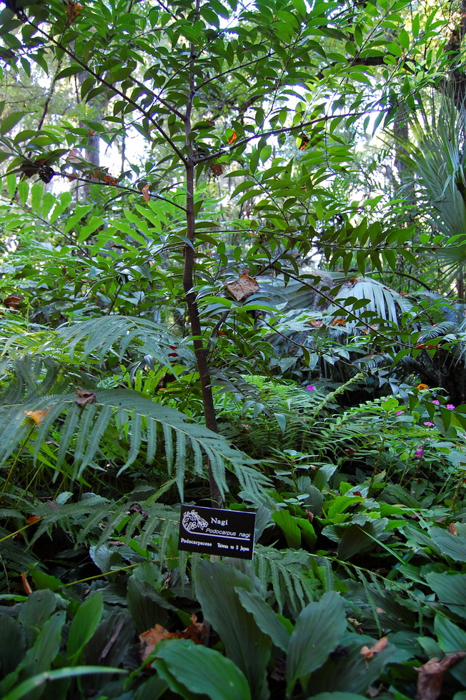Kanapaha Botanical Gardens DSC_2602