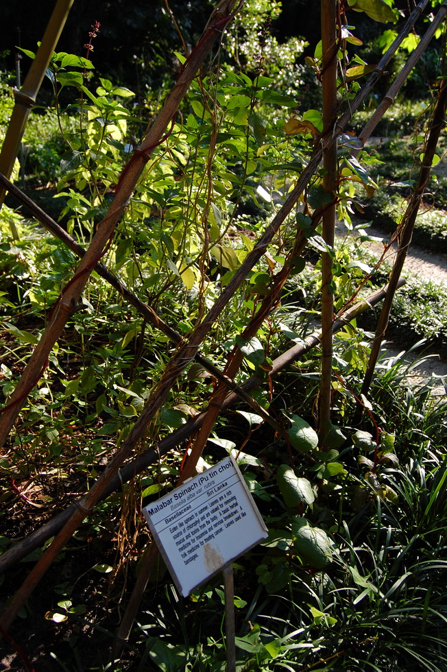Kanapaha Botanical Gardens DSC_2612