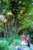 next photo: Clumping bamboo