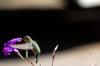next photo: female broad-billed hummingbird, Cynanthus latirostris