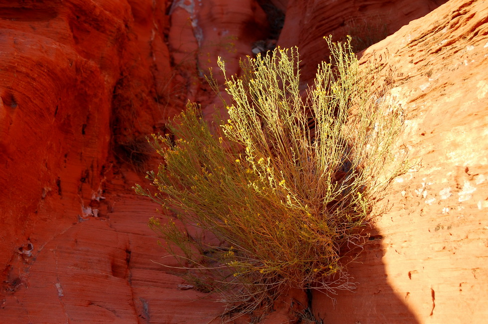 Valley of Fire 21645