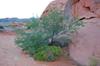 Valley of Fire 21686
