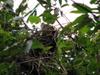 next photo: Taiwan Macaque 台灣獼猴 Macaca cyclopis