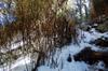 next photo: bamboo in the snow