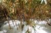 next photo: bamboo in the snow