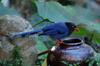 Formosan blue magpie 台灣藍鵲 Urocissa caerulea