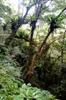 Bird's nest ferns show abundance of rain