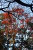 Taiwan maple near our place