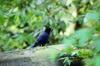 whistling thrush with worm