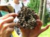next photo: discarded nest of a parasitic insect of the 小實孔雀豆