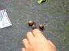 next photo: oak family acorns