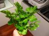 next photo: celery stalks harvested from our home terrace garden