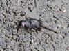 small rodent - vole, shrew?