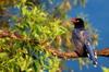 next photo: Formosan Blue Magpie 臺灣藍鵲 Urocissa caerulea