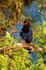 next photo: Formosan Blue Magpie 臺灣藍鵲 (táiwān lán que) Urocissa caerulea