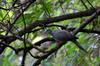 next photo: Spotted-necked dove 斑頸鳩/珠頸斑鳩 (bān jǐng jiū/zhū jǐng bānjiū) Streptopelia chinensis