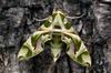 next photo: Oleander Hawk-moth 夾竹桃天蛾 (jiàzhútáo tiāné) Daphnis nerii