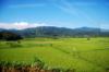 next photo: ripening rice in long cultivated fields