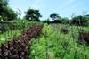 once barren area now broadscale farm fields of vegetables and herbs