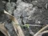 next photo: 土表面有這樣的裂痕，表示竹筍要冒出來了