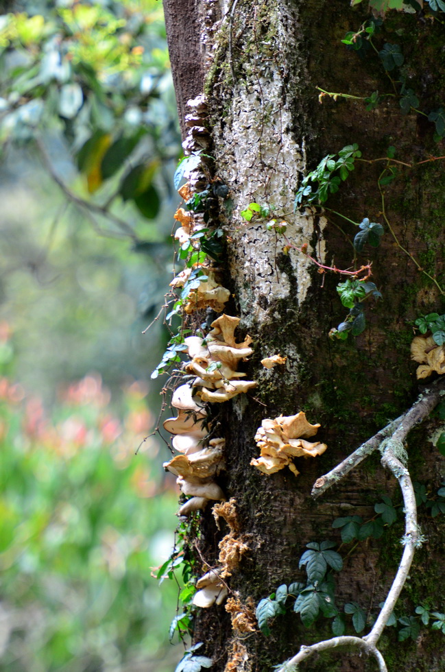 Anma Mountain 鞍馬山 DSC_5221