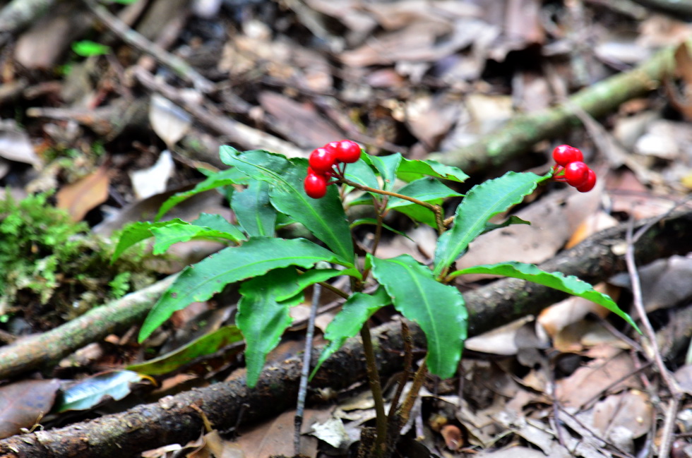 Anma Mountain 鞍馬山 DSC_5226