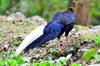 male Swinhoe's Pheasant 藍腹鷳 Lophura swinhoii