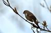 Gray-headed Bullfinch 灰頭灰雀 Pyrrhula erythaca owstoni