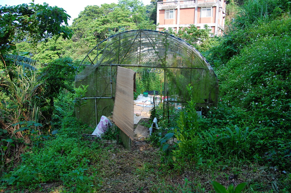 Garden City permaculture garden DSC_4825