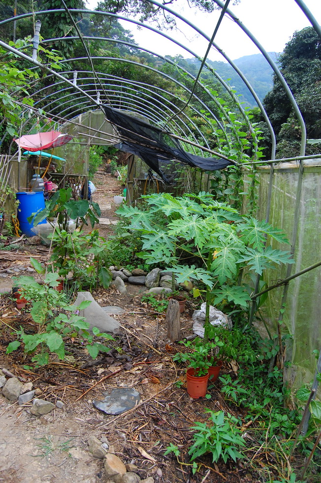 Garden City permaculture garden DSC_5230