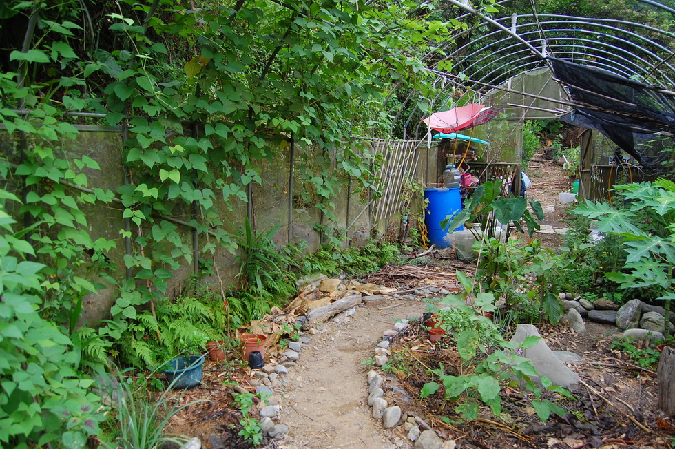 Garden City permaculture garden DSC_5231