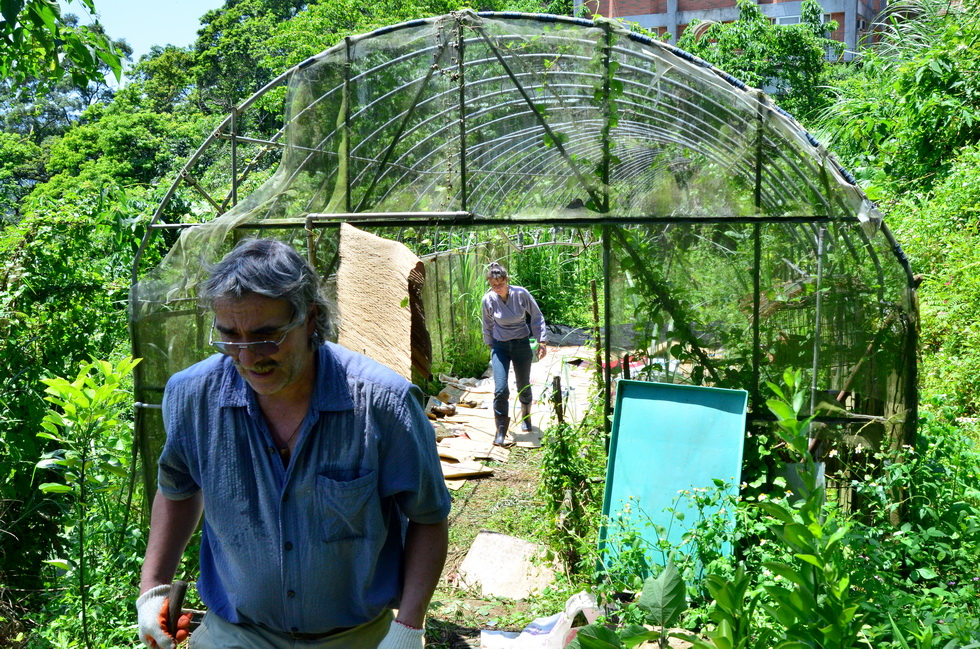 Garden City permaculture garden DSC_5533
