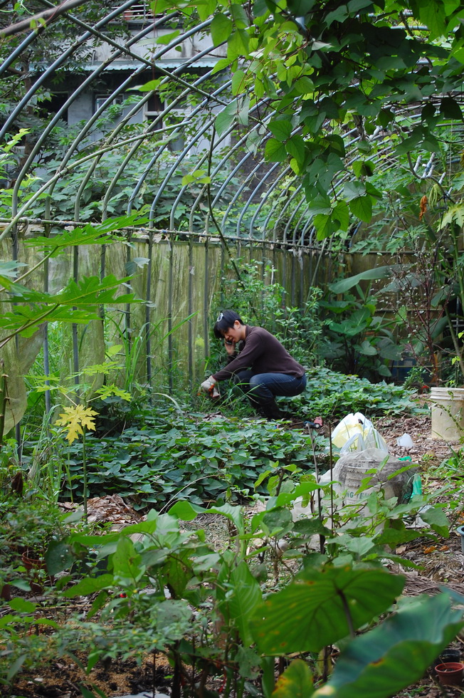 Garden City permaculture garden DSC_5622
