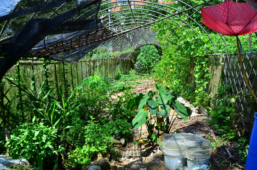 Garden City permaculture garden DSC_7383