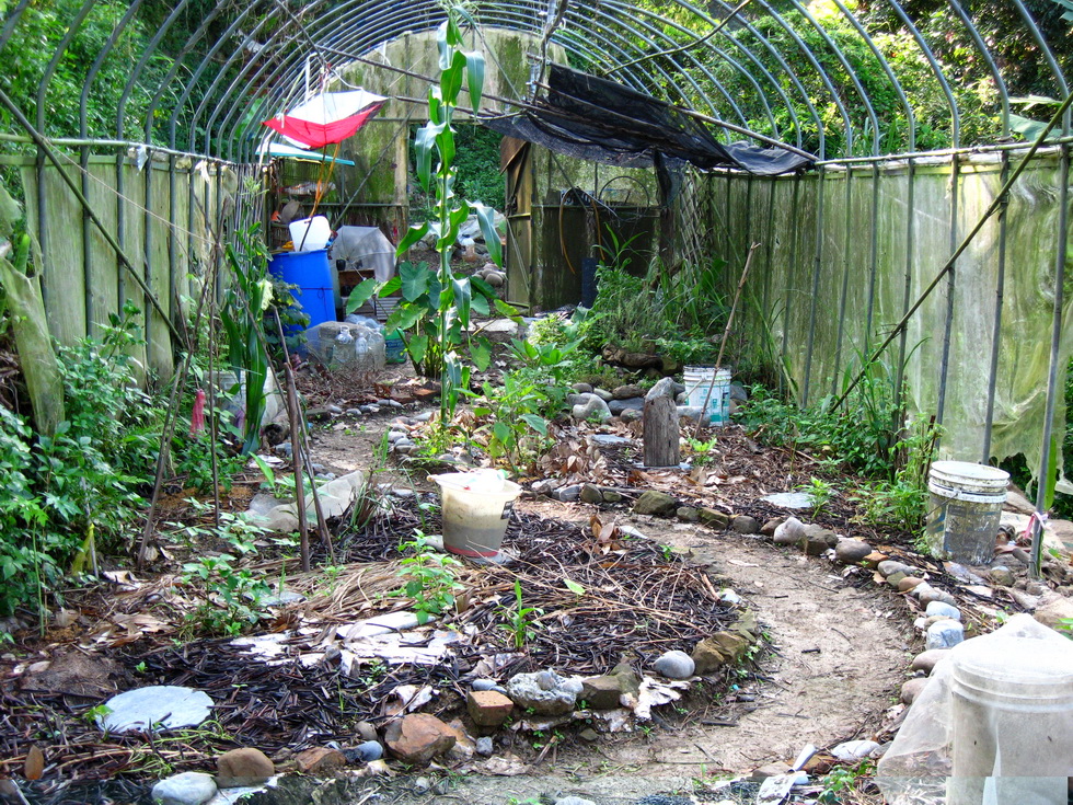 Garden City permaculture garden IMG_1287