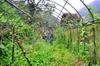 Garden City permaculture garden DSC_5490