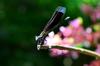 Dragon fly on small branch on tree flowering from the trunk and large branches