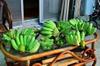 What a haul of bananas 8 plus bunches, 150 bananas