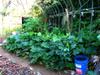 Garden City permaculture garden IMG_1289