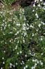 White Crane Flower 白鶴靈芝草Rhinacanthus nasutus, a flowering medicinal herb