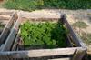 layered mulch, compost bins with happy parsley