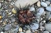 Urchin, also tossed up in the storm